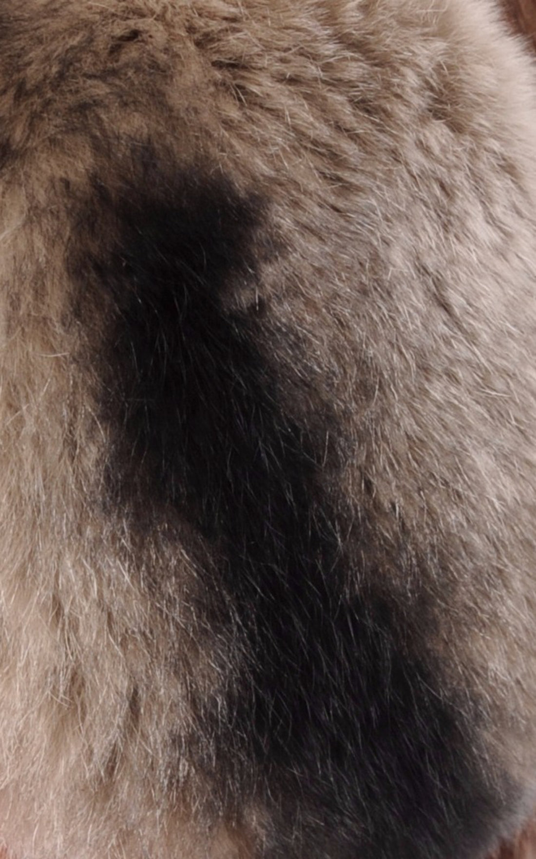 A "OS" Chinchilla Tsanikidis Oreillettes Femme opened photo